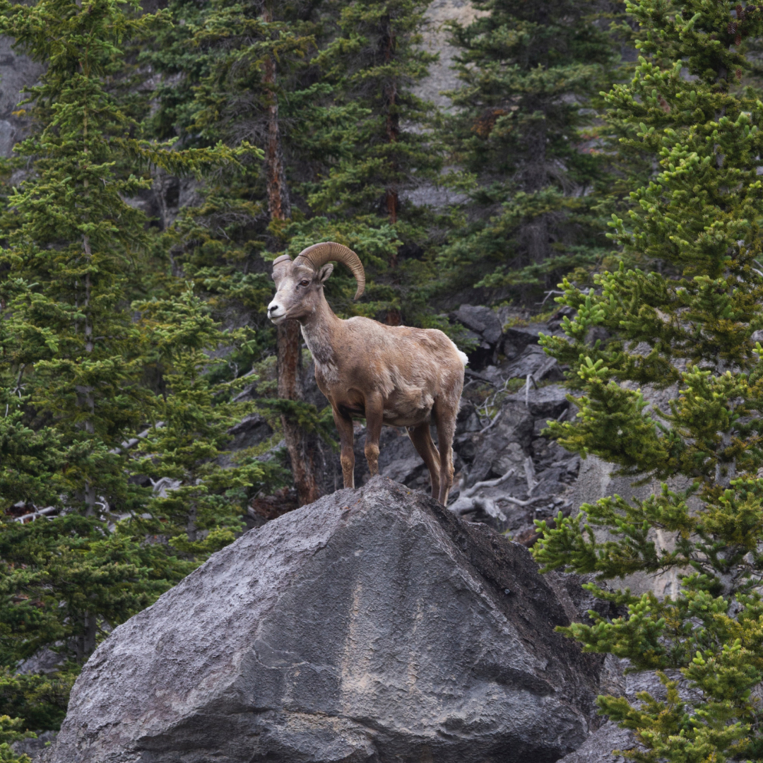 mountain goat with big horns on pointy grey rock in green forest
